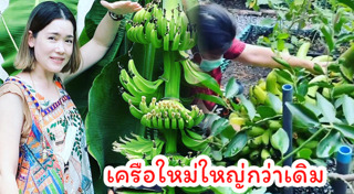 บัวชมพู ฟอร์ด