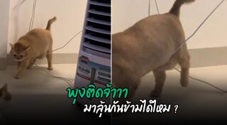 แมวอ้วน