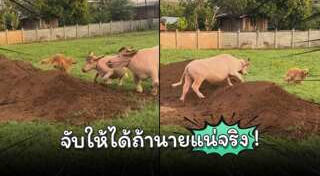 ควายเผือก