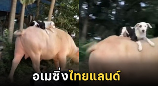 ควายไทย