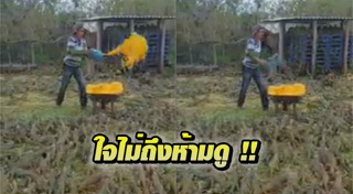 กิ้งก่า