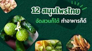 สมุนไพรไทย