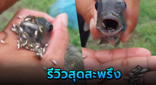 ปลาหมอคางดำ