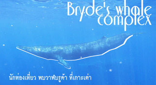 เกาะเต่า