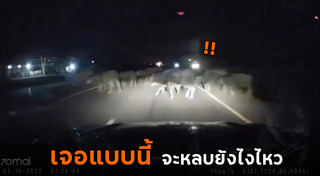 รถชนสัตว์