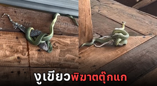 ตุ๊กแกยักษ์