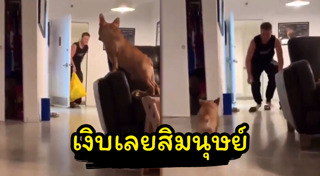 คาเฟ่หมา