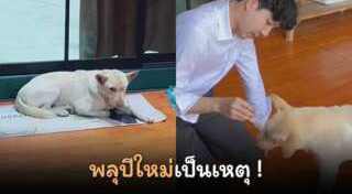 พลุ