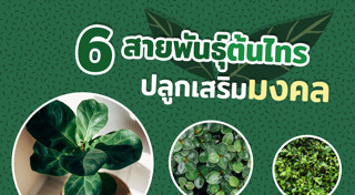 ปลูกต้นไม้