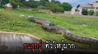 งูอนาคอนด้า