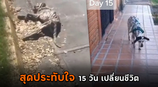 สุนัขถูกทิ้ง