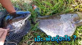 ปลาช่อน