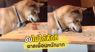 ชิบะ อินุ