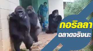 กอริลลา