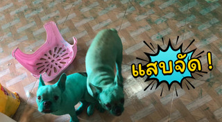 หมาพันธุ์ปั๊ก