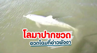 โลมาเผือก