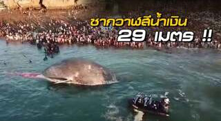 วาฬเกยตื้น