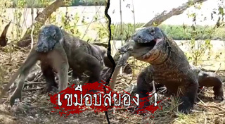 มังกรโคโมโด