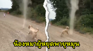 คาเฟ่หมา