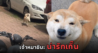 ชิบะ อินุ