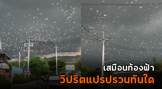 นกหายาก