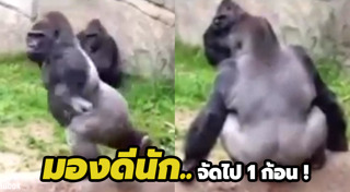 กอริลลา