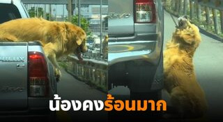 ทำร้ายสุนัข