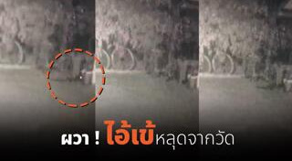 จระเข้หลุดจากฟาร์ม