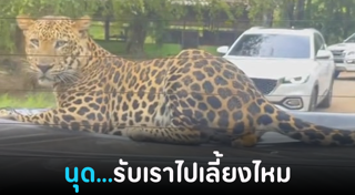 เสือดาว