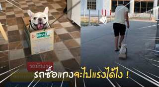เฟรนช์ บูลด็อก