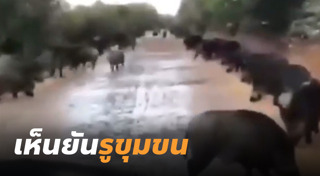 สวนสัตว์เปิด