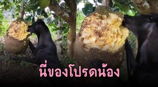 หมาน่ารัก