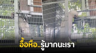 นกกระตั้ว