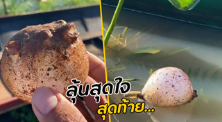 ปลาปักเป้า