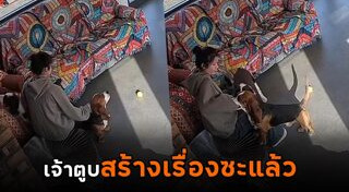 หมากัดคน