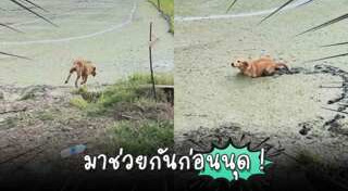 โกลเด้น รีทรีฟเวอร์