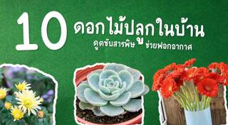 ปลูกไม้ดอก
