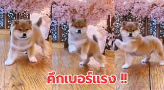 ชิบะ อินุ