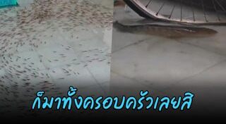 ปลาช่อน