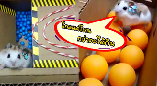 หนูแฮมสเตอร์