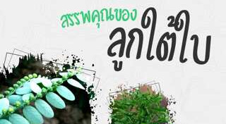 สมุนไพรรักษาโรค