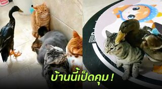 เป็ด