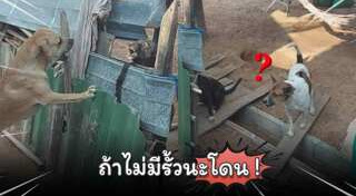 หมากัดกัน