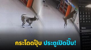 หมาแสนรู้