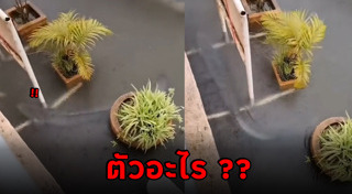 สัตว์ลึกลับ