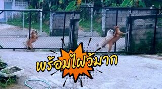 หมากัดกัน