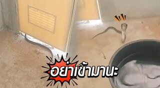 สัตว์มีพิษ