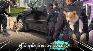 คอร์กี้