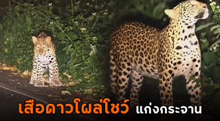 เสือดาว