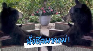 หมีดำ